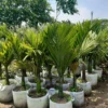 Chậu Vải Trồng Cây 35x 30cm